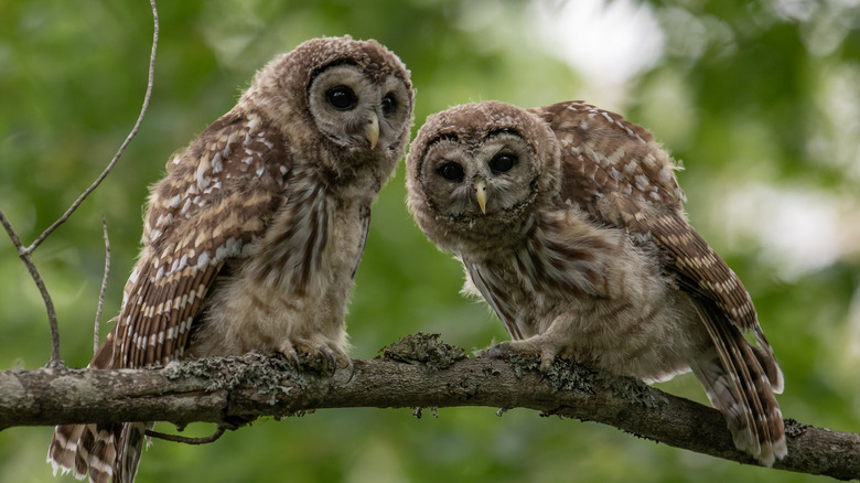 A pair of owlets in Acadia National Park