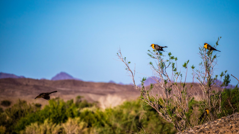 Vibrant yellow birds in Big Bend National Park