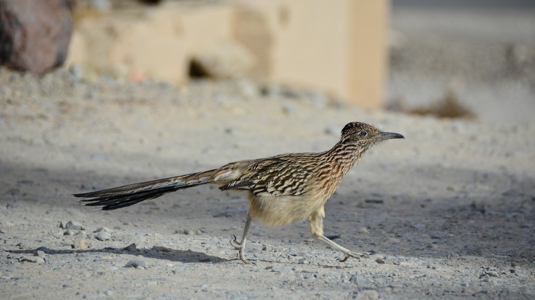 Roadrunner in Death Valley National Park