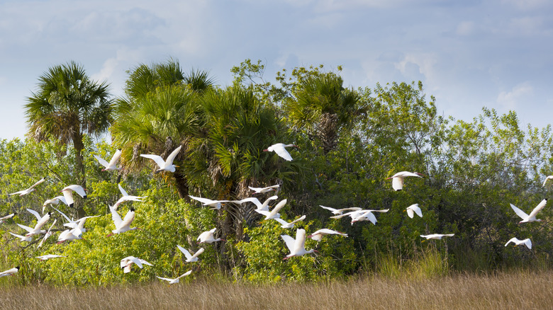 Wading birds in Everglades National Park in flight