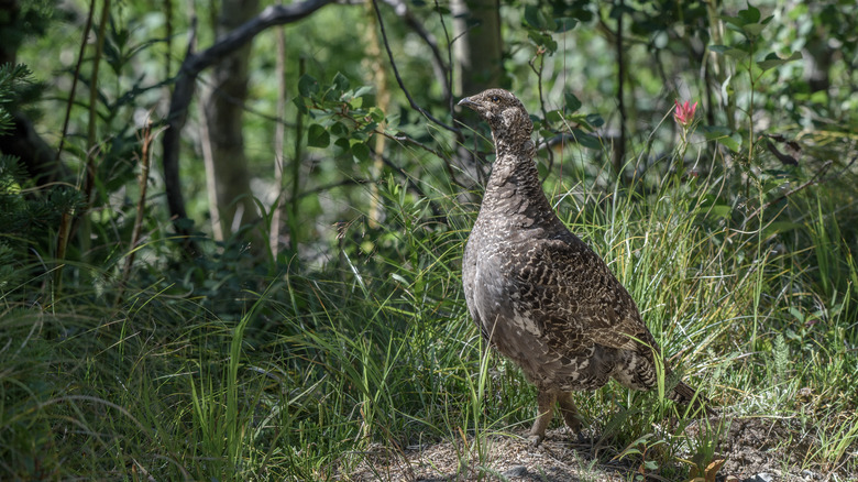 A grouse in the undergrowth at Glacier National Park