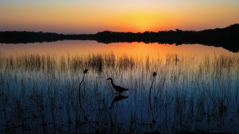 Wading bird at sunset in Everglades National Park