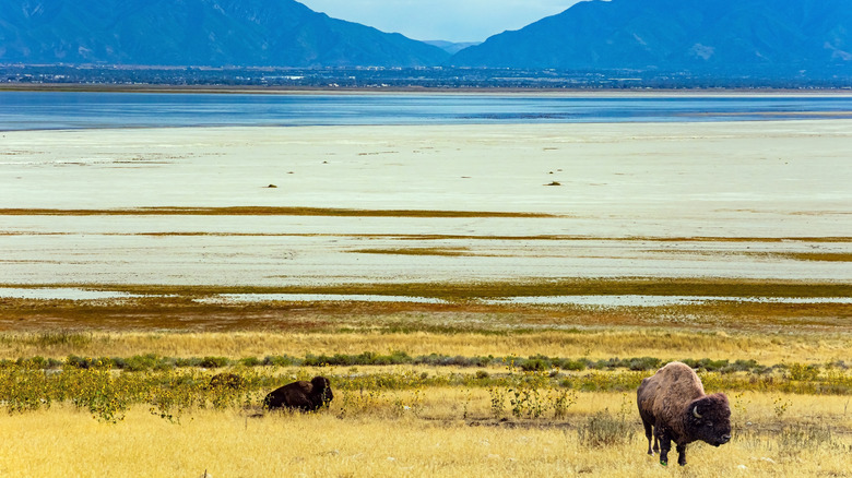 Bison grazing near the Great Salt Lake on Antelope Island