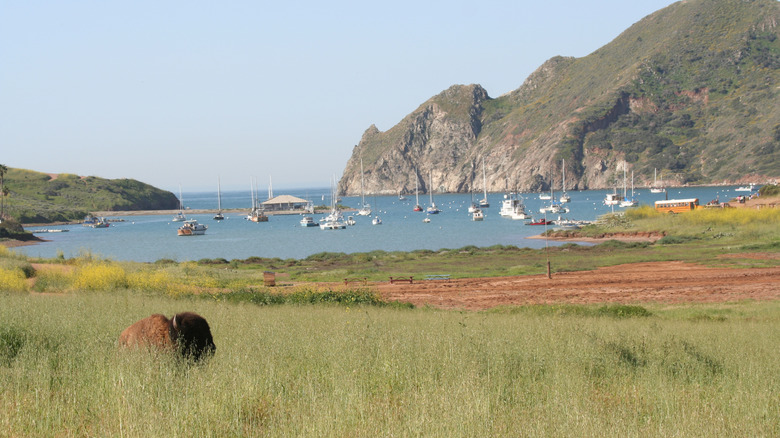 Bison near the Pacific Ocean on Catalina Island