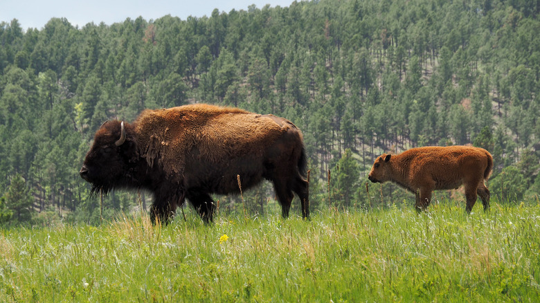 Mother and baby bison at Custer State Park, South Dakota