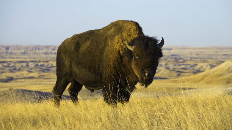 Bison in Badlands National Park, South Dakota