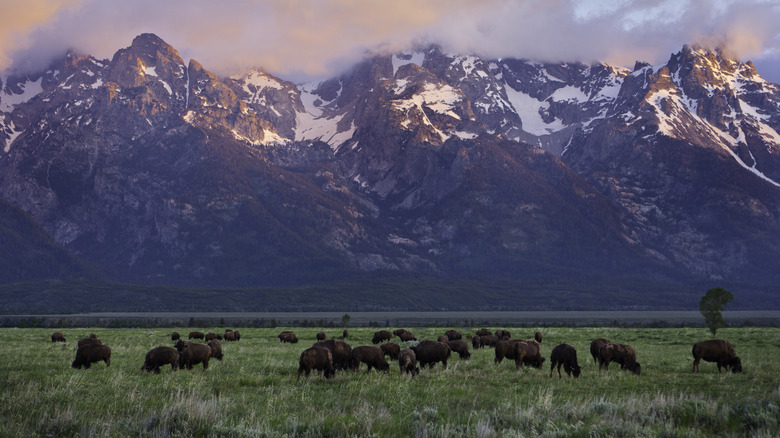 Bison herd standing in front of mountain range