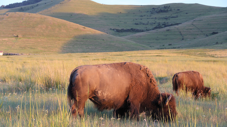 Bison eating at the National Bison Range in Montana