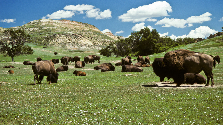 Bison on the prairie at Theodore Roosevelt National Park