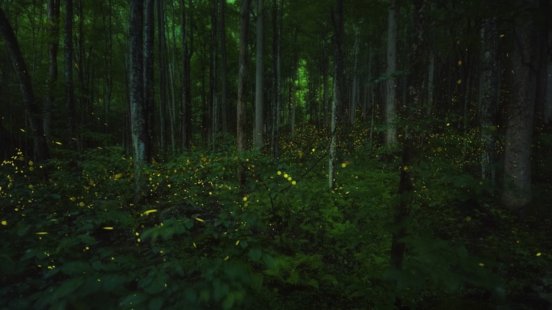 fireflies lighting an eerie green forest in Great Smoky National Park