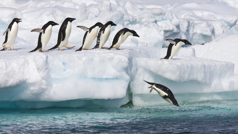 Penguins diving into the frigid water in Antarctica