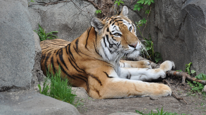 Amur tiget at Brookfield Zoo Chicago