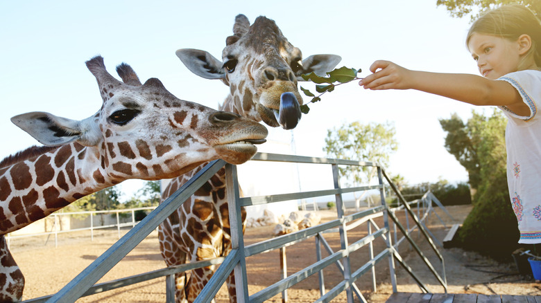 Girl feeding giraffes at zoo