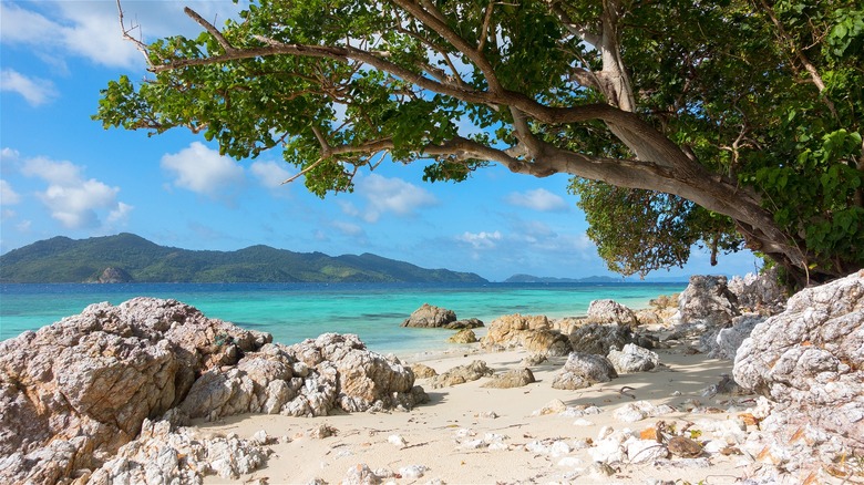 linapacan coast tree