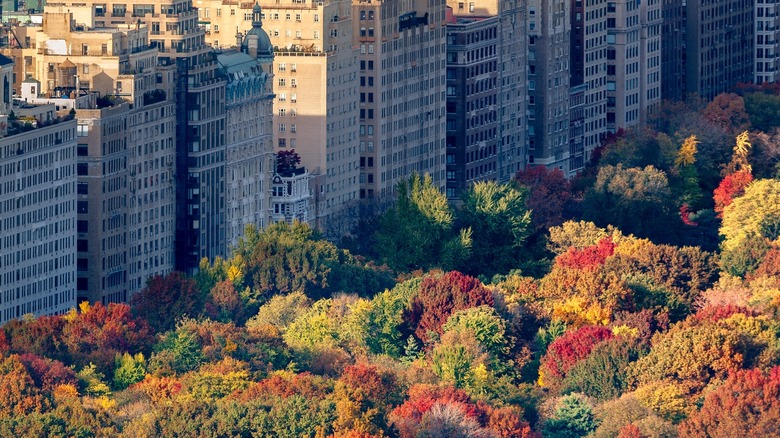 nyc buildings central park foliage