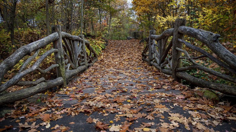 ravine north woods fall leaves