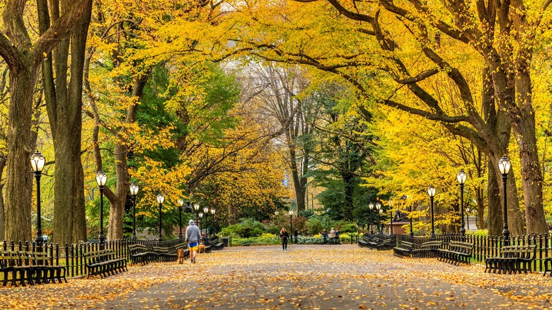 yellow elm trees mall central park