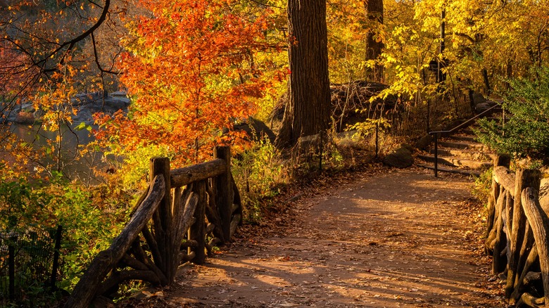 glowing nyc ramble foliage