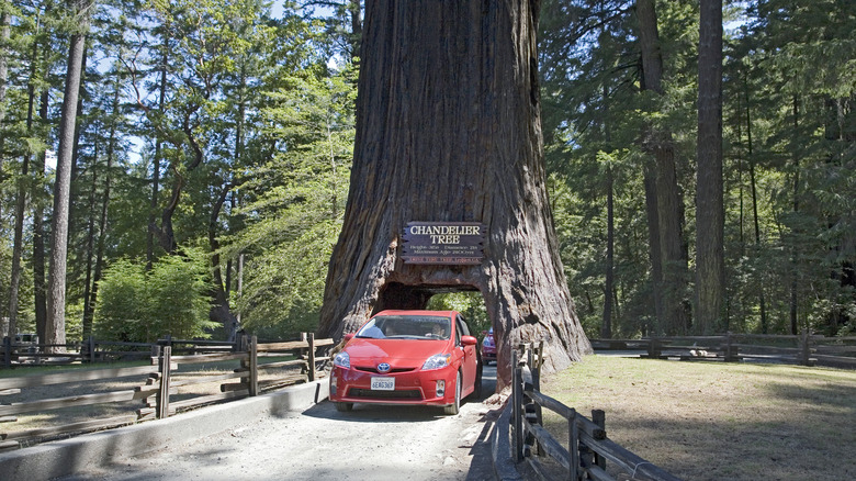 car driving through the Chandelier Tree