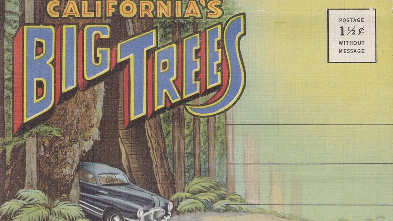 California Big Trees vintage postcard