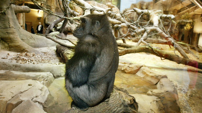 Gorilla at Henry Doorly Zoo