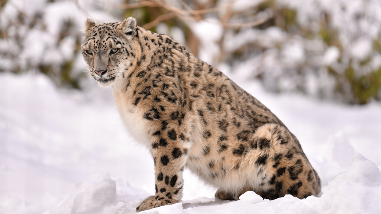 Snow leopard at Bronx Zoo