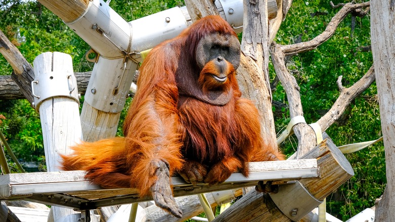 Orangutan at the Denver Zoo