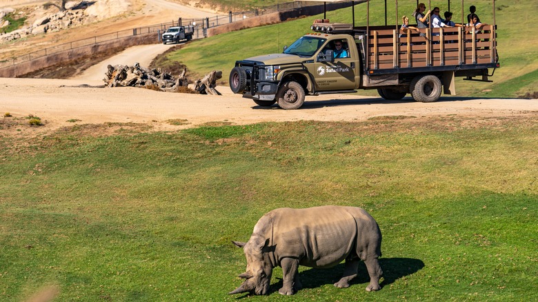 Rhino at San Diego Safari Park