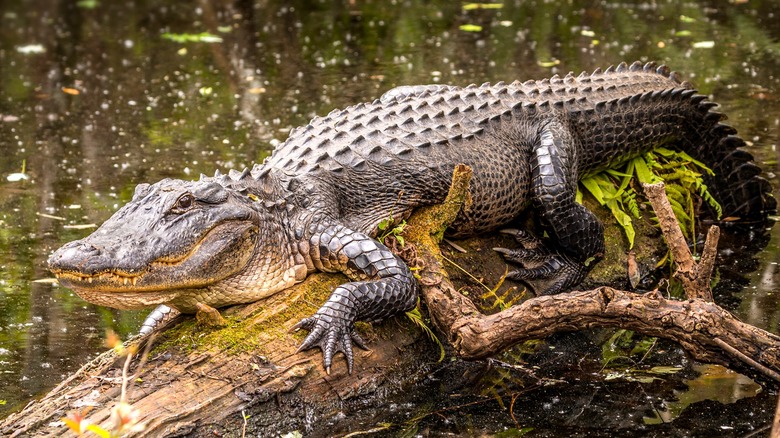 Alligator resting on log in the Everglades