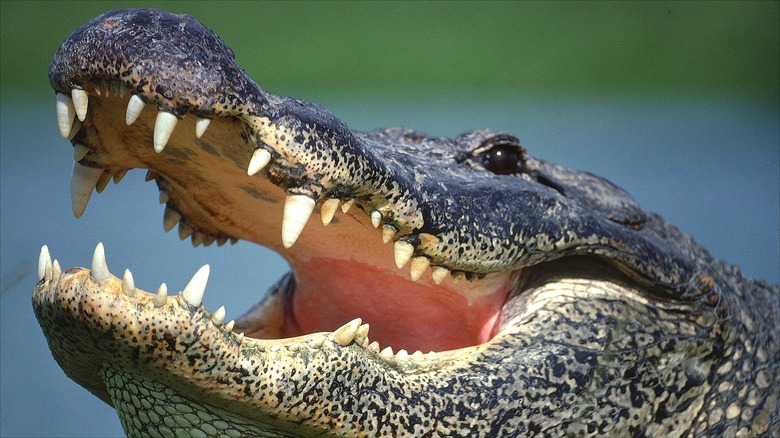 Alligator close up with teeth