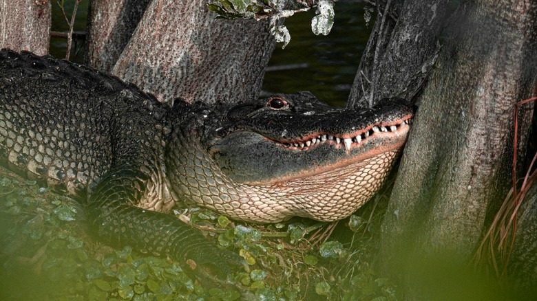 Alligator nestled in trees