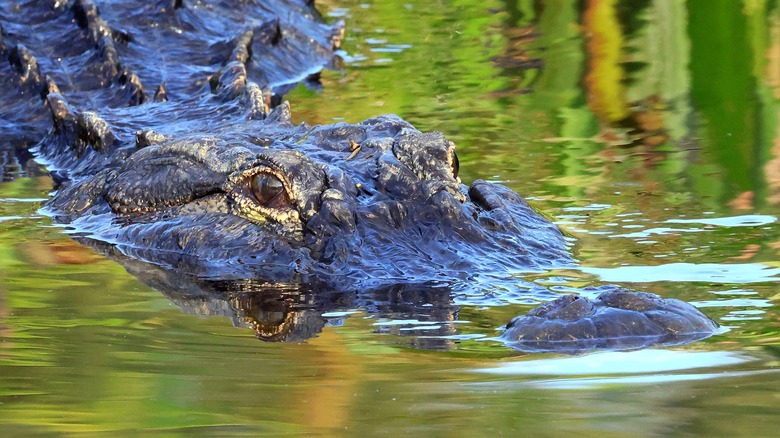 Alligator partly submerged in water, looking out