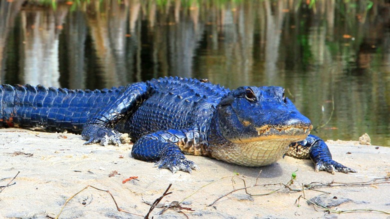 Alligator on sandy bank