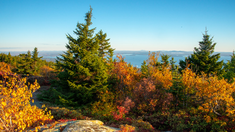 autumn view cadillac mountain