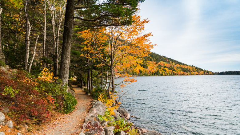 yellow leaves jordan pond