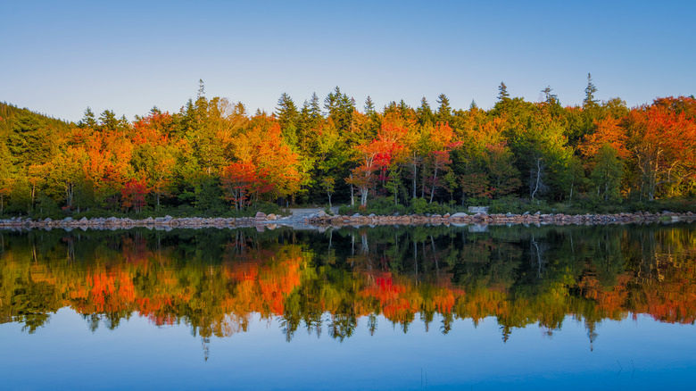 reflection acadia fall leaves