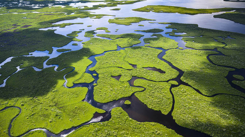 aerial views of the green wetlands in Everglades National Park