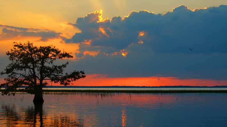 a tree grows from the water reflecting a cloudy deep orange sunset