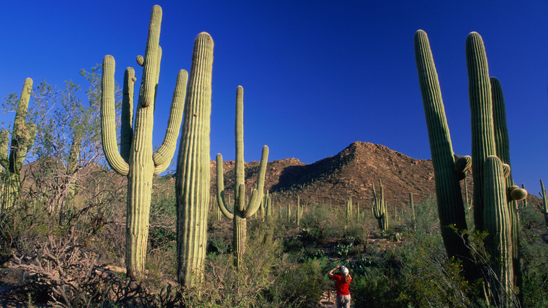 woman looks at saguaro