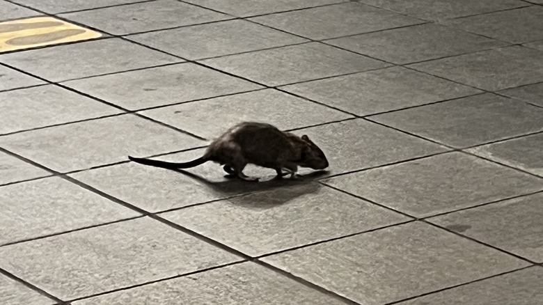 Rat in subway station in New York