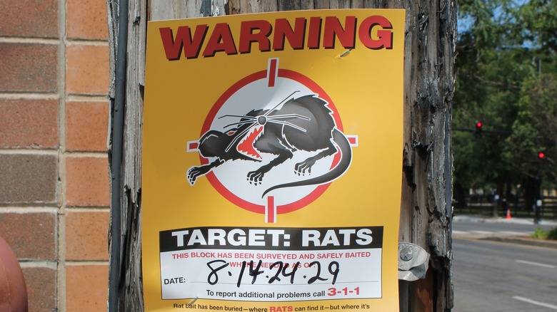 Rodent hunting poster in Chicago