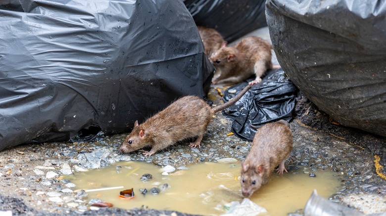 Group of rats around discarded trash bags