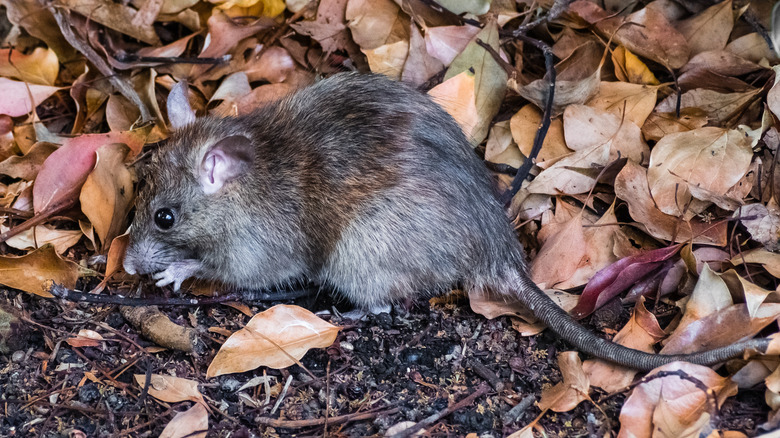 Rat in park in San Francisco