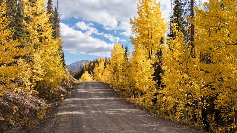 A road in Rio Grande National Forest during the fall with mountains in background