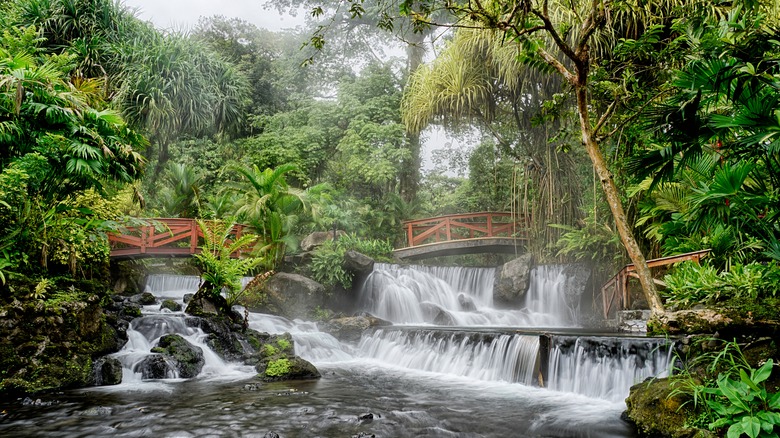 Rain forest in Costa Rica