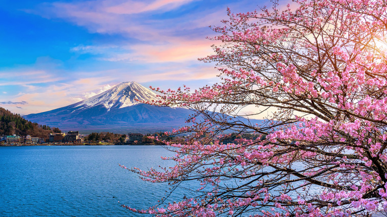 Mt. Fuji and cherry blossoms in spring, Japan.