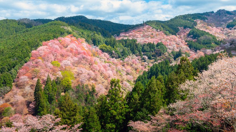 Cherry blossoms in the forests of Yoshino, Japan.