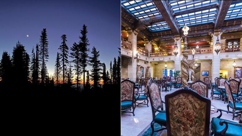 Forest at night/The Davenport Hotel lobby