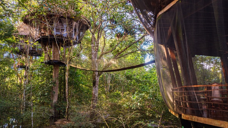 Treehouses enclosed in mosquito nets in the Amazon jungle, Peru