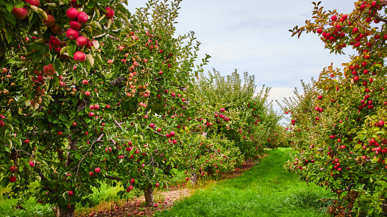 A row of orchards in NY